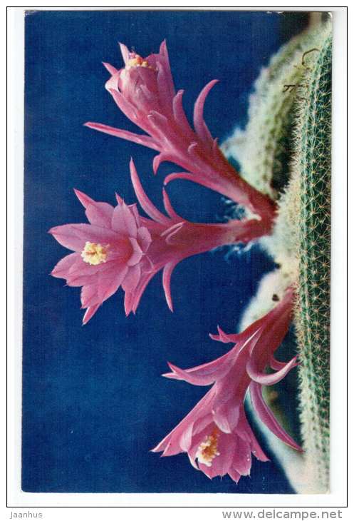 Rat´s Tail Cactus - Aporocactus flagelliformis - Decorative House Plants - flowers - 1974 - Russia USSR - unused - JH Postcards
