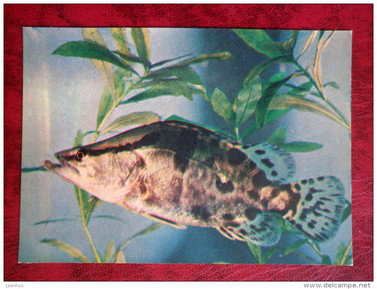 Mandarin fish - Siniperca chuatsi - aquarium fishes - 1980 - Russia USSR - unused - JH Postcards