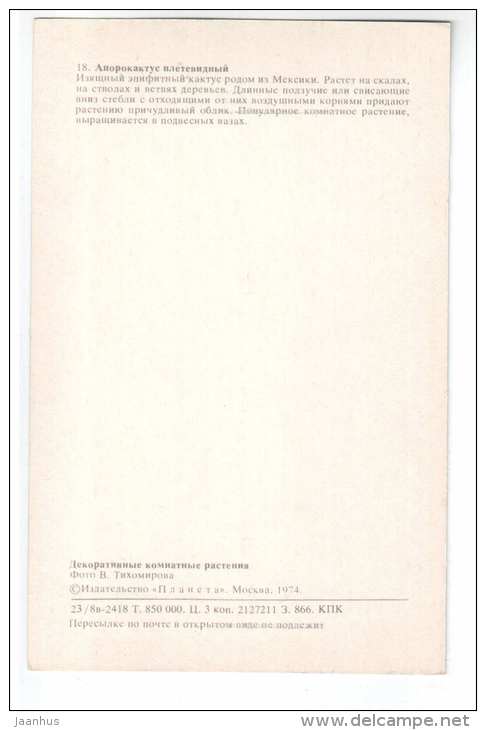 Rat´s Tail Cactus - Aporocactus flagelliformis - Decorative House Plants - flowers - 1974 - Russia USSR - unused - JH Postcards