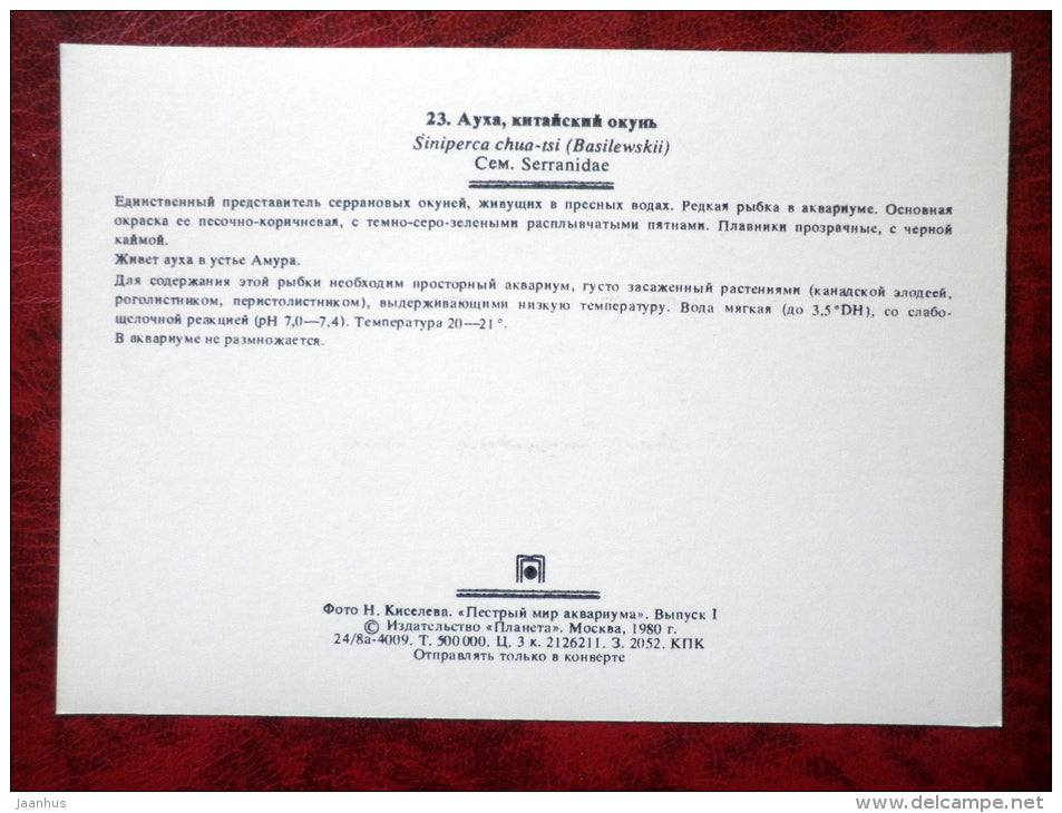 Mandarin fish - Siniperca chuatsi - aquarium fishes - 1980 - Russia USSR - unused - JH Postcards