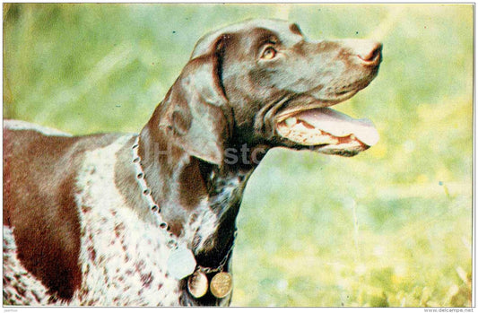 Shorthaired Pointer - dog - 1969 - Russia USSR - unused - JH Postcards