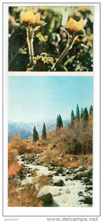 Ð ulsatilla aurea - Mountain Flowers - 1973 - Russia USSR - unused - JH Postcards