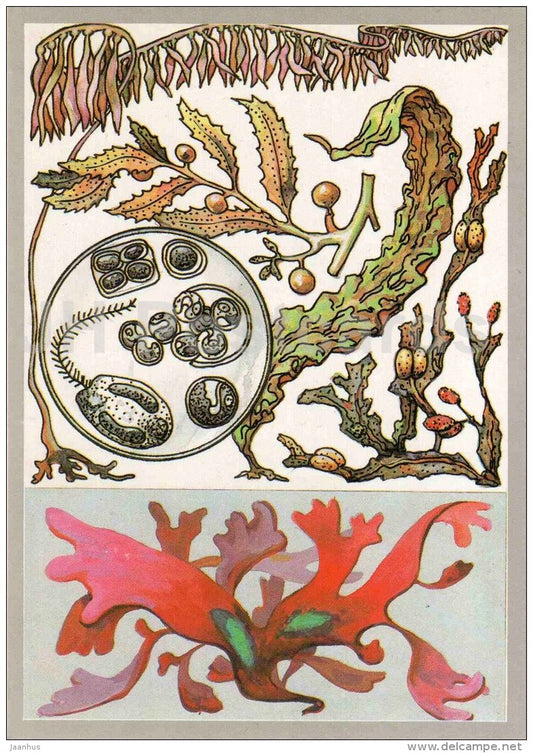 Rhodymenia - fucus - kelp - Macrocystis - Sargassum - algae - seaweed - Amazing Plants - 1989 - Russia USSR - unused - JH Postcards