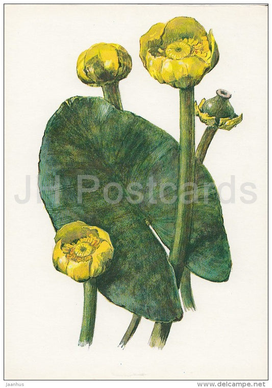 Yellow Water-lily - Nuphar lutea - Plants under protection - 1981 - Russia USSR - unused - JH Postcards