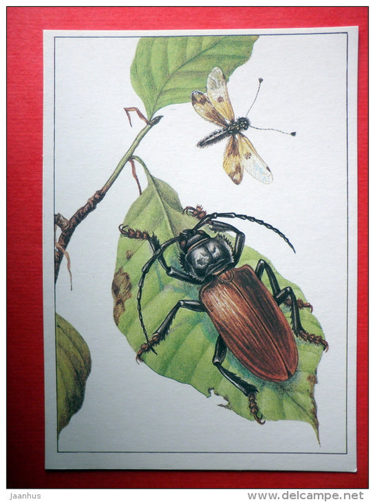 Rhesus serricollis - Neuroptera , Ascalaphus macaronius - insects - 1987 - Russia USSR - unused - JH Postcards