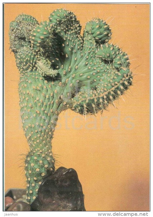 Opuntia Pachypus - cactus - plants - 1990 - Russia USSR - unused - JH Postcards