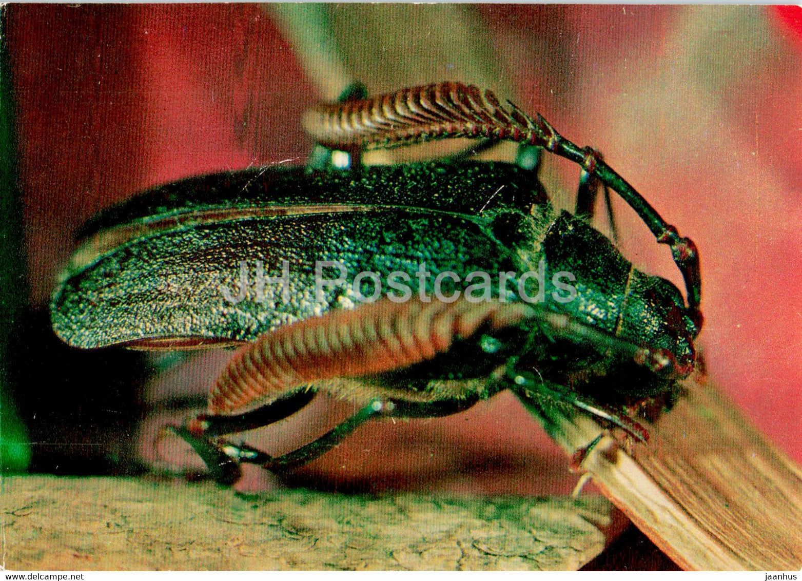 Prionus bienerti - insects - 1977 - Russia USSR - unused - JH Postcards