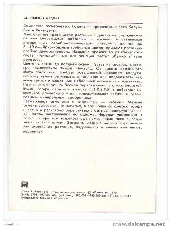 The Flame Violet - Episcia cupreata - houseplants - flowers - 1983 - Russia USSR - unused - JH Postcards