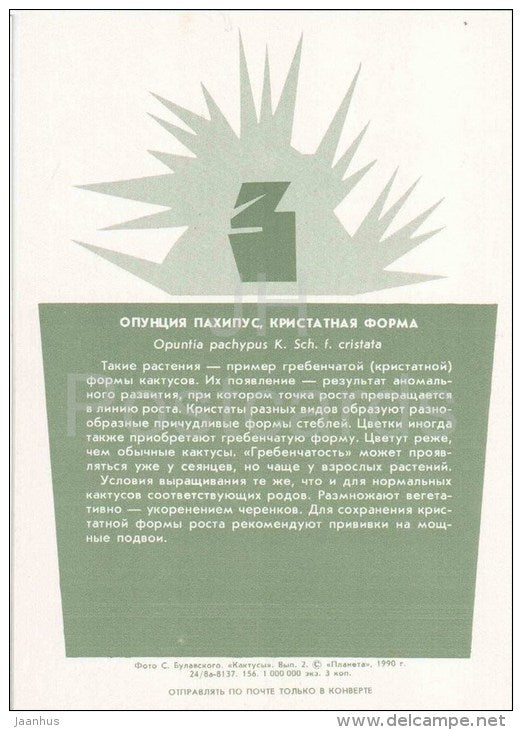 Opuntia Pachypus - cactus - plants - 1990 - Russia USSR - unused - JH Postcards