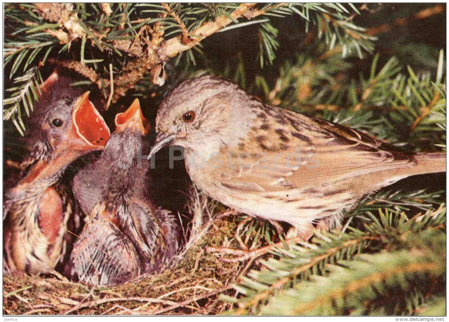 Dunnock - Prunella modularis - bird - Estonian Birds - 1987 - Estonia USSR - unused - JH Postcards