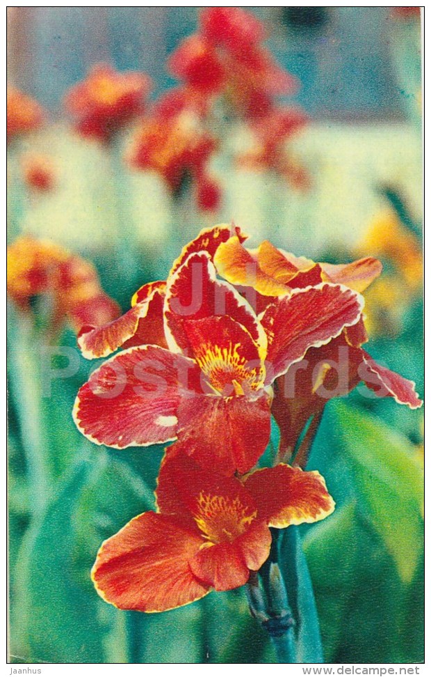 canna Luisa Dittman - flowers - 1972 - Russia USSR - unused - JH Postcards