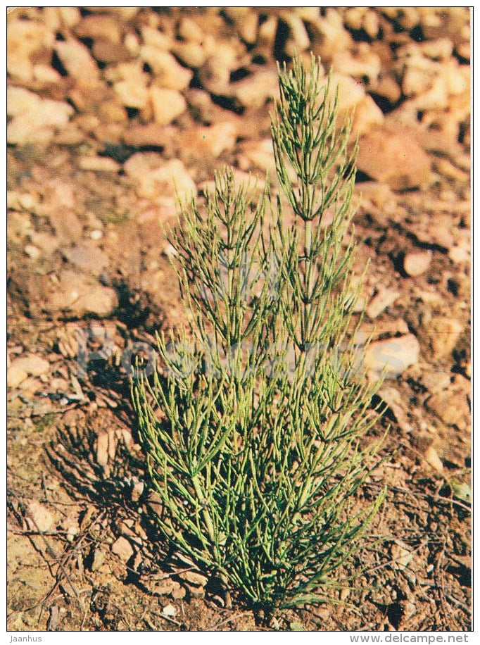 Field horsetail - Equisetum arvense - Medicinal Plants - 1983 - Russia USSR - unused - JH Postcards