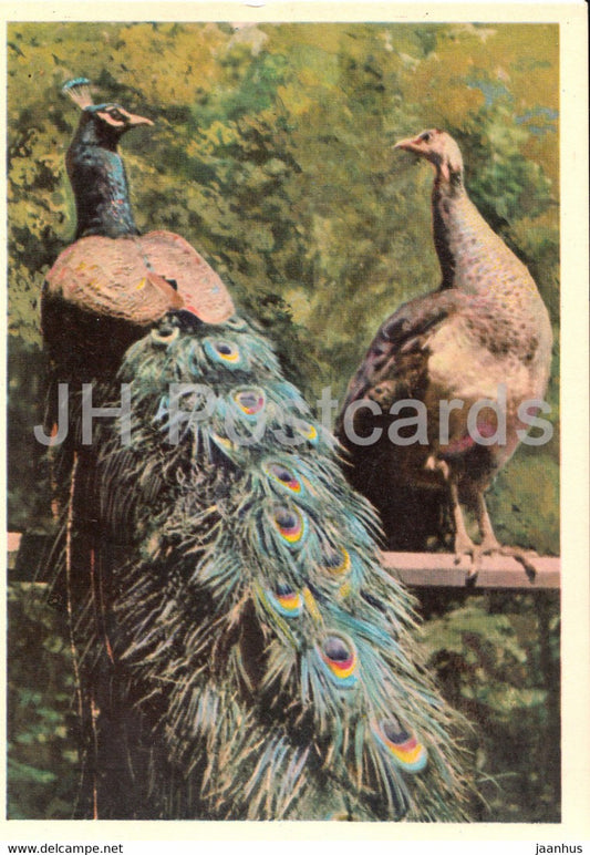 Peacock - Peafowl - birds - Moscow Zoo - 1963 - Russia USSR - unused - JH Postcards