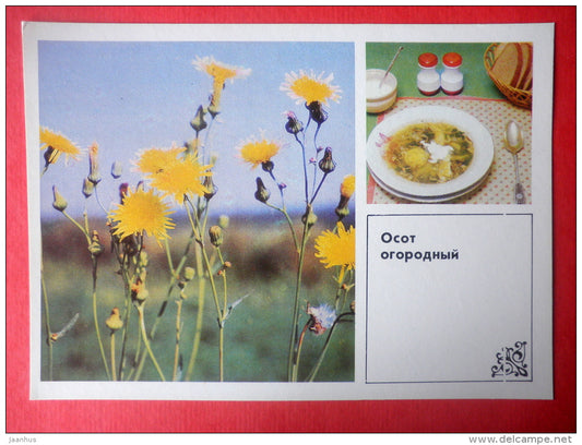 Sowthistle , Sonchus oleraceus - sowthistle soup - Dishes of Wild Herbs - 1985 - Russia USSR - unused - JH Postcards