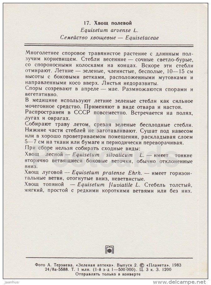Field horsetail - Equisetum arvense - Medicinal Plants - 1983 - Russia USSR - unused - JH Postcards