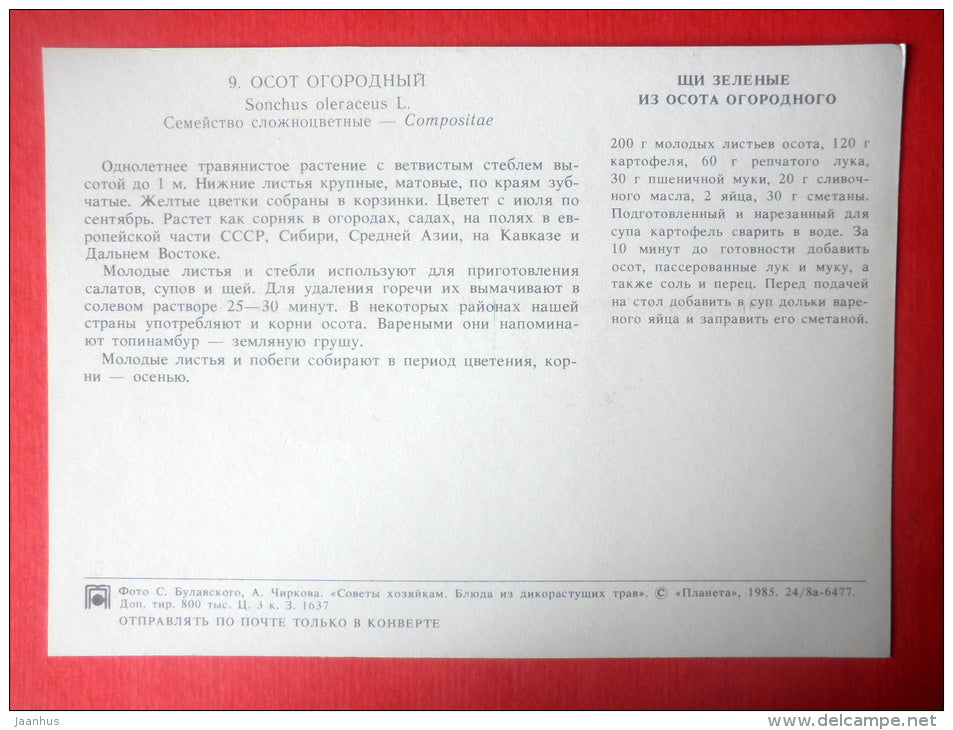 Sowthistle , Sonchus oleraceus - sowthistle soup - Dishes of Wild Herbs - 1985 - Russia USSR - unused - JH Postcards