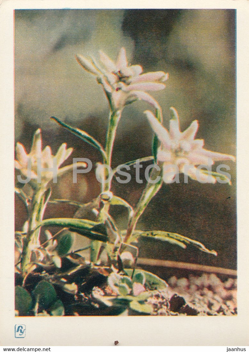Carpathian Mountains - Karpaty - Flower of Love Edelweiss - 1964 - Ukraine USSR - unused - JH Postcards