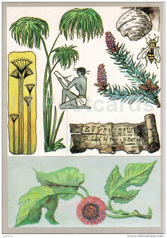 paper mulberry - birch-bark scroll - Fir - Papyrus - Paper Plants - Amazing Plants - 1989 - Russia USSR - unused - JH Postcards