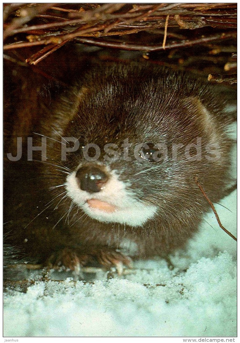 European mink - Mustela lutreola - large format card - Tallinn Zoo 50 - 1989 - Estonia USSR - unused - JH Postcards