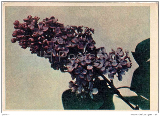 lilac - flowers - 1957 - Russia USSR - unused - JH Postcards