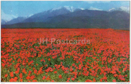 Ala-Too Range - field of flowers - 1974 - Kyrgyzstan USSR - unused - JH Postcards
