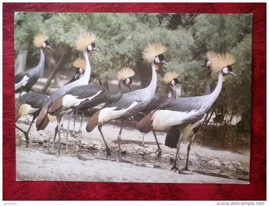 Black Crowned Crane - Balearica pavonina - birds - 1986 - Russia - USSR - unused - JH Postcards