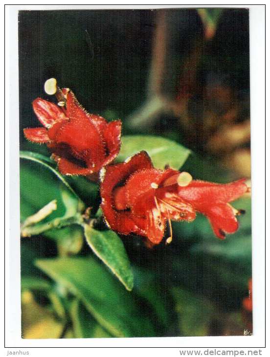 Lipstick Plant - Aeschynanthus obconicus - houseplants - flowers - 1983 - Russia USSR - unused - JH Postcards