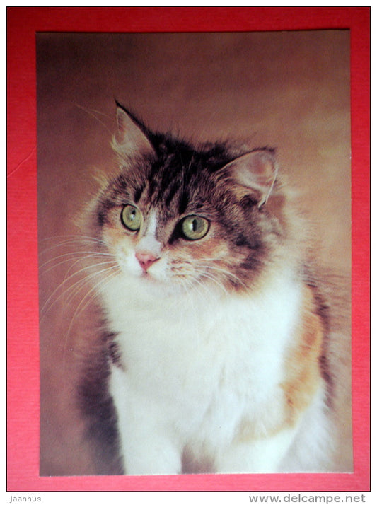 cat Barsik - 1989 - Russia USSR - unused - JH Postcards