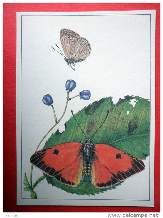 The Greek Clouded Butterfly , Colias aurorina - Polyommatus marcida - insects - 1987 - Russia USSR - unused - JH Postcards