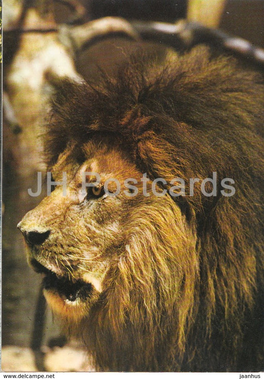 Lion - Zoo - Czechoslovakia - Czech Republic - unused - JH Postcards