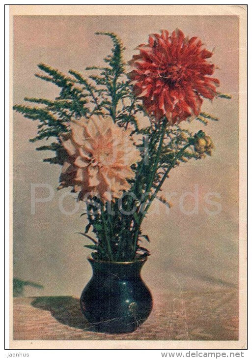 Dahlias in the vase - flowers - 1957 - Russia USSR - unused - JH Postcards