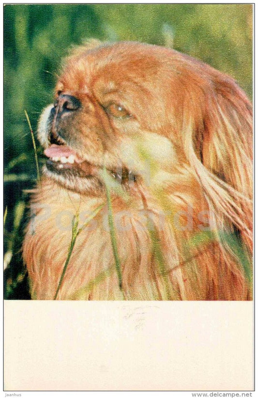 Pekingese - dog - 1969 - Russia USSR - unused - JH Postcards