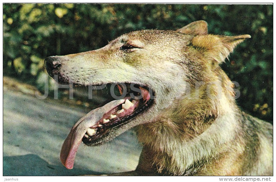 Grey Wolf - Canis lupus - Zoo - 1976 - Russia USSR - unused - JH Postcards