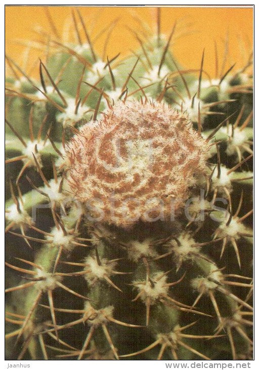 Melocactus neryi - cactus - plants - 1990 - Russia USSR - unused - JH Postcards