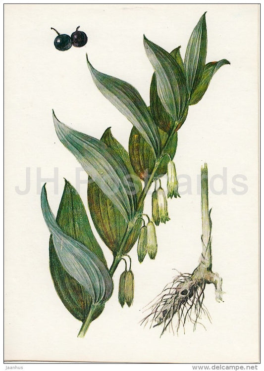 Angular Solomon's seal - Polygonatum odoratum - Plants under protection - 1981 - Russia USSR - unused - JH Postcards