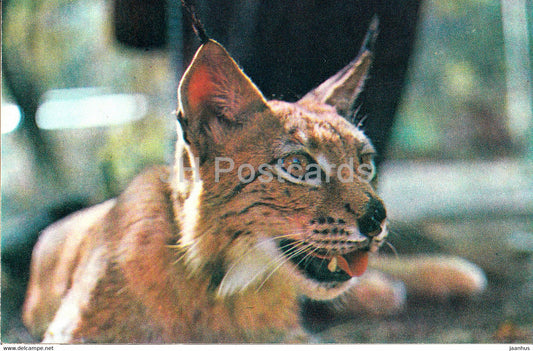 Eurasian Lynx - Lynx lynx - Moscow Zoo - animals - 1973 - Mexico - unused - JH Postcards