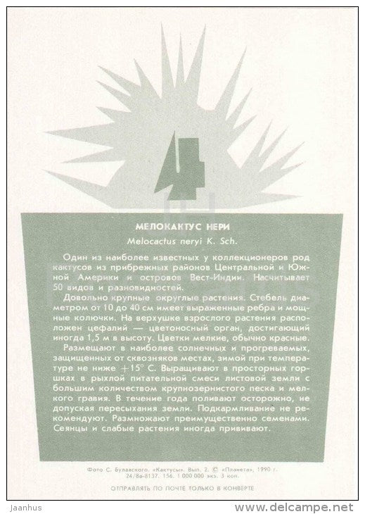 Melocactus neryi - cactus - plants - 1990 - Russia USSR - unused - JH Postcards