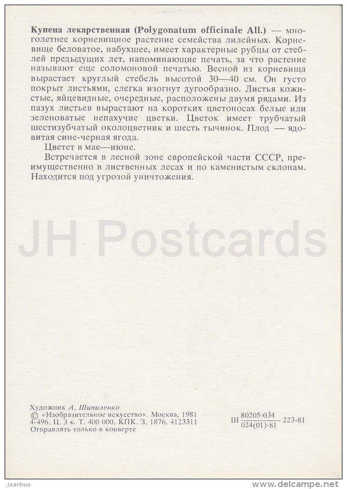 Angular Solomon's seal - Polygonatum odoratum - Plants under protection - 1981 - Russia USSR - unused - JH Postcards