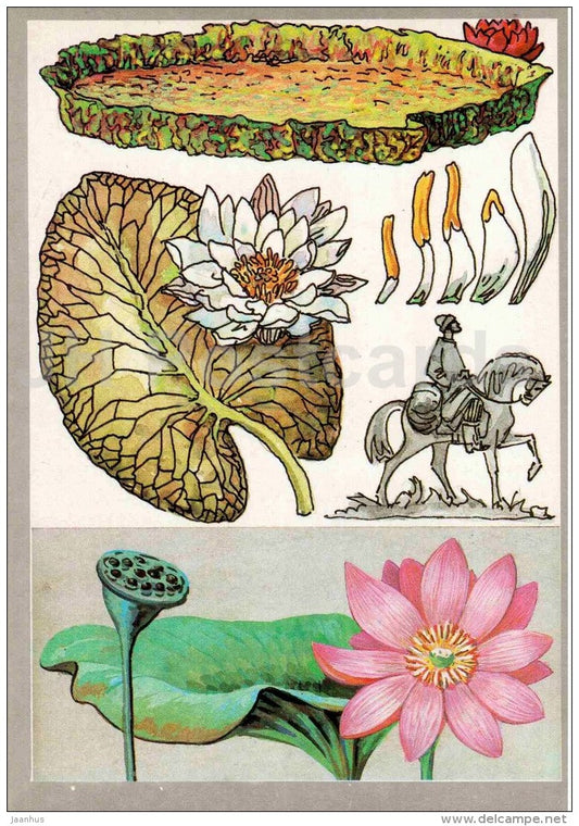 Pink Lotus - White Water Lily - Victoria Regia - family Nymphaeaceae - Amazing Plants - 1989 - Russia USSR - unused - JH Postcards