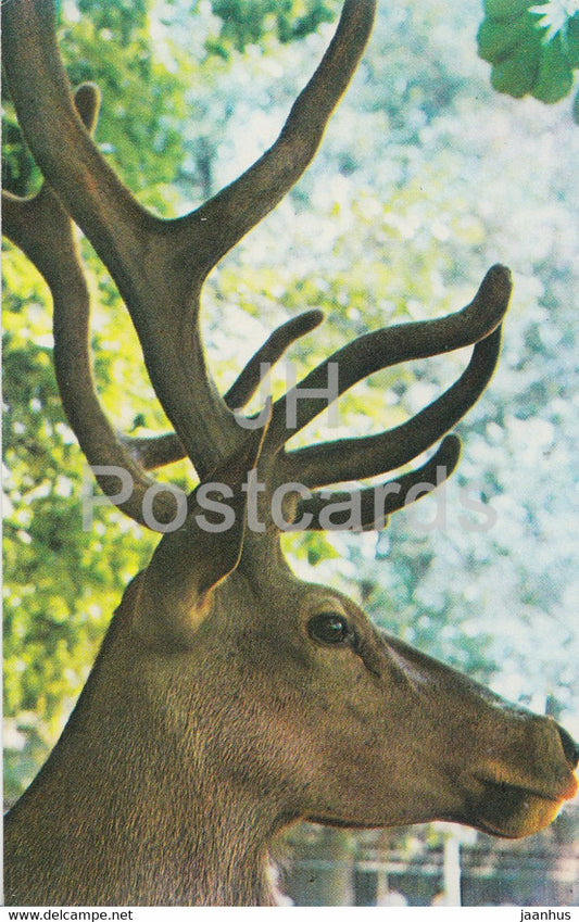 Red deer - Cervus elaphus - Moscow Zoo - animals - 1973 - Mexico - unused - JH Postcards