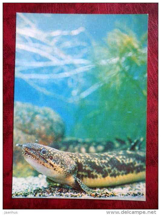Polypterus - aquarium fishes - 1980 - Russia USSR - unused - JH Postcards