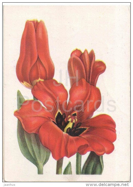 Foster Tulip - illustration - flowers - 1956 - Russia USSR - unused - JH Postcards