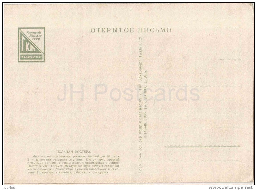 Foster Tulip - illustration - flowers - 1956 - Russia USSR - unused - JH Postcards