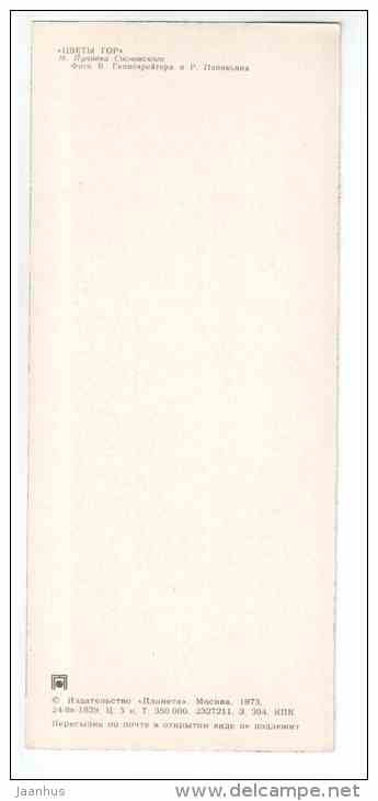 Anthemis sosnovskyana - Mountain Flowers - 1973 - Russia USSR - unused - JH Postcards