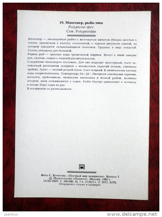 Polypterus - aquarium fishes - 1980 - Russia USSR - unused - JH Postcards