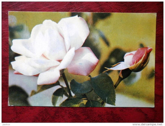 cream rose - flowers - 1973 - Russia - USSR - unused - JH Postcards