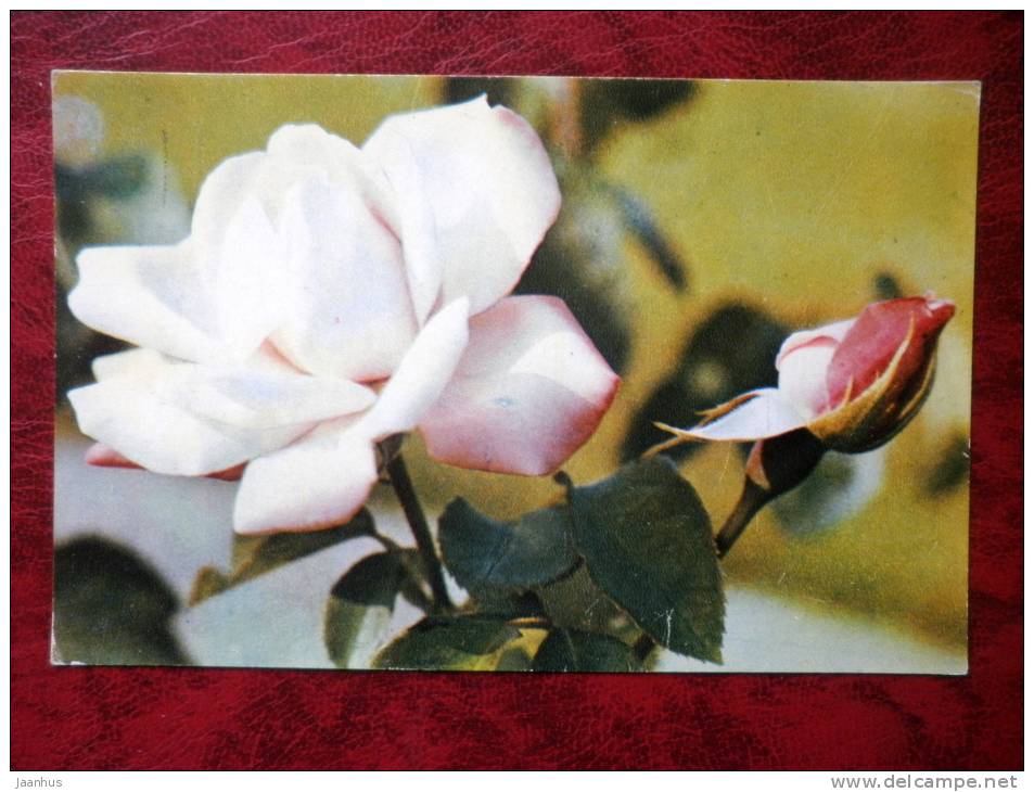 cream rose - flowers - 1973 - Russia - USSR - unused - JH Postcards