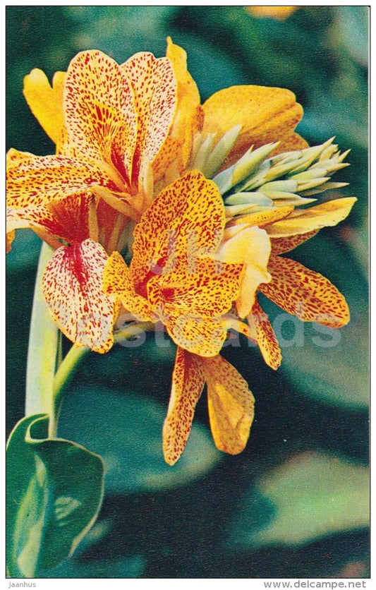 canna Frau Wendhausen - flowers - 1972 - Russia USSR - unused - JH Postcards