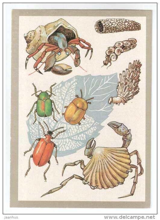 crab - Leaf Beetle - Dorippe frascone - portable shelters - Animals defend themselves - 1988 - Russia USSR - unused - JH Postcards