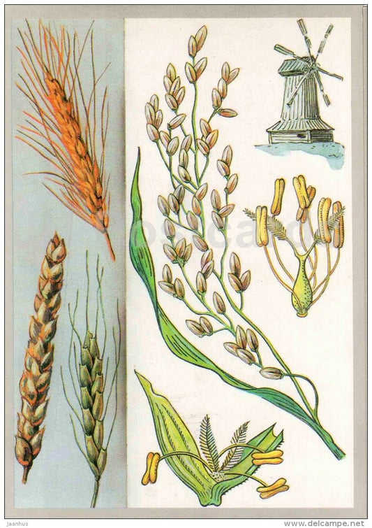 windmill - Rise - Wild emmer - Hulless - Wheat - Main Cereals - Amazing Plants - 1989 - Russia USSR - unused - JH Postcards
